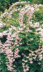 cassier-jardin-services cassier-jardin-services